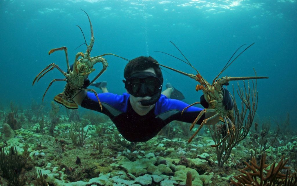 Dive into Florida’s Spiny Lobster Season